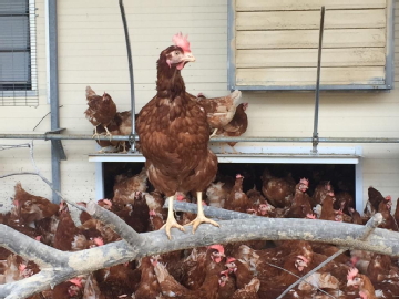 EUSKALOVO KM0 obtiene la certificación en Bienestar Animal WELFAIR™ EUSKALOVO KM0 obtiene la certificación en Bienestar Animal WELFAIR™